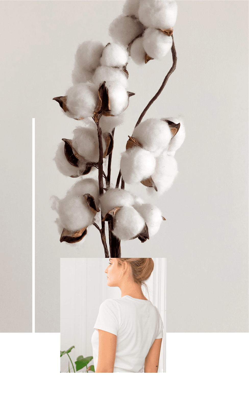 ORGANIC COTTON